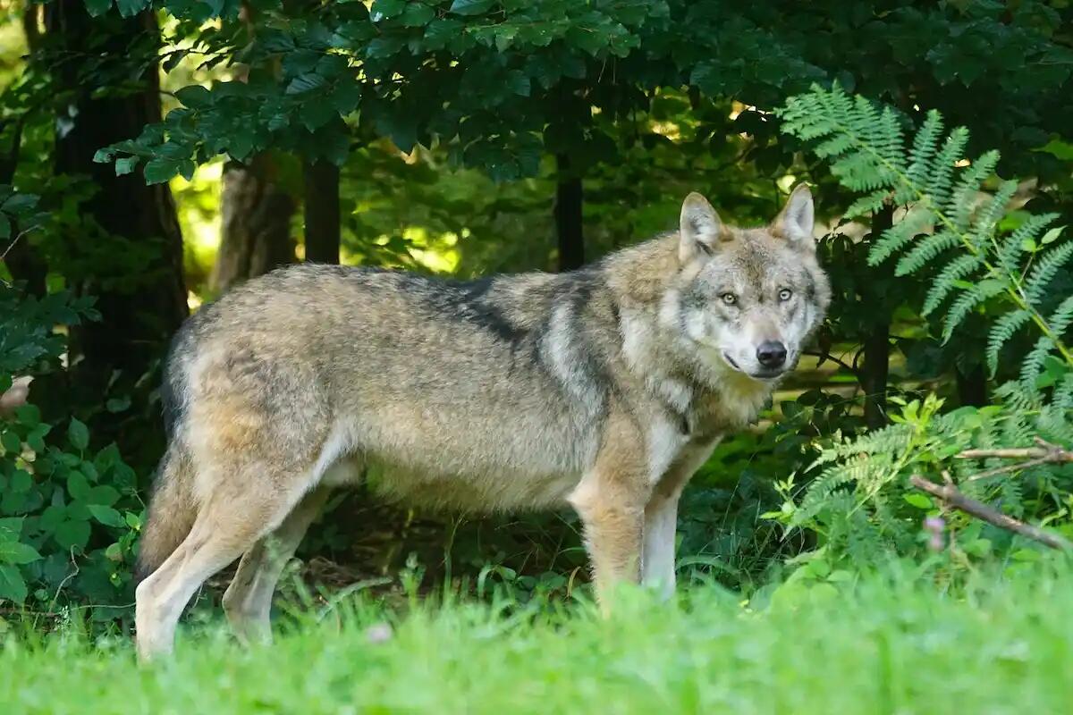 Allarmismi e psicosi contro i lupi a Nordest: 10 cose da sapere su questi animali - 