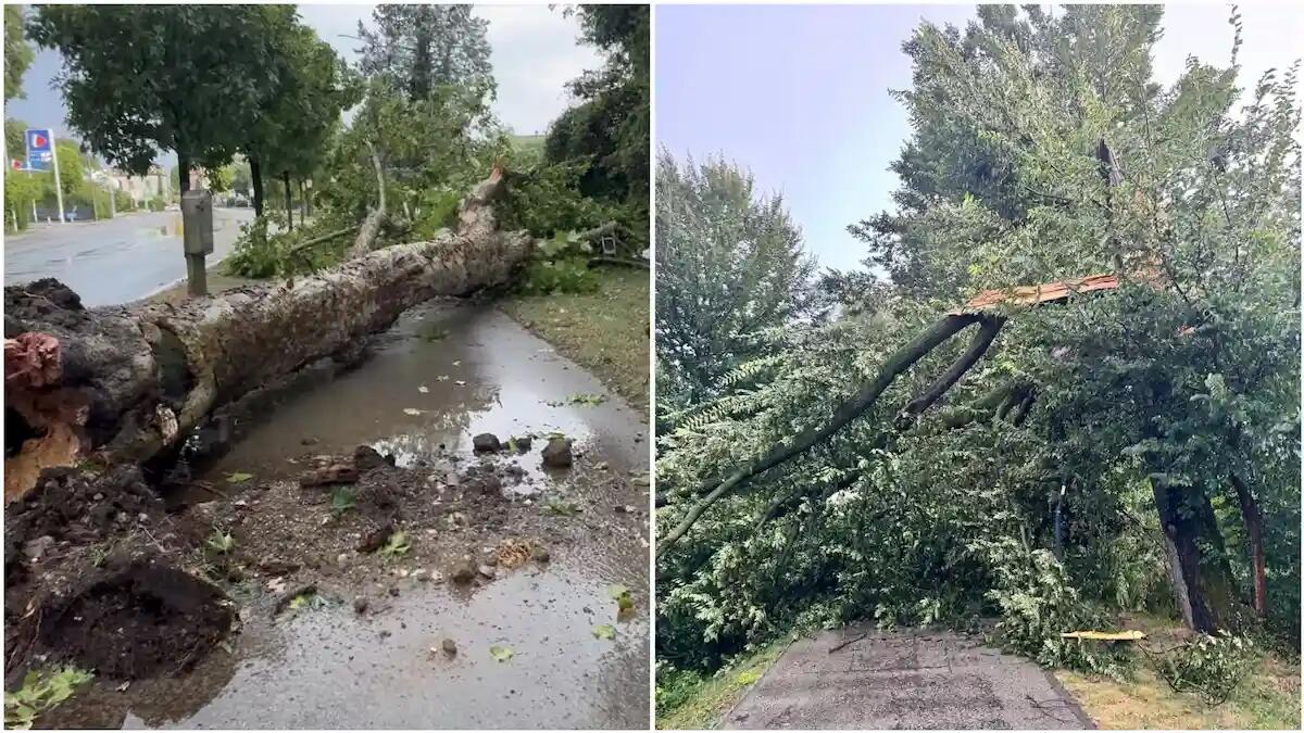 Maltempo nel Vicentino. Alberi caduti, danni ai veicoli e blackout: ecco cosa è successo -