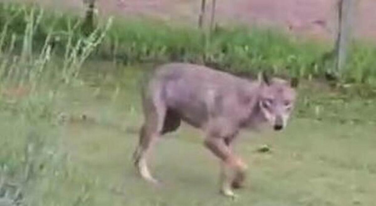 Lupo invade un cortile e azzanna il cane: l'allarme del sindaco di Spresiano, "Evitate il Piave" - 