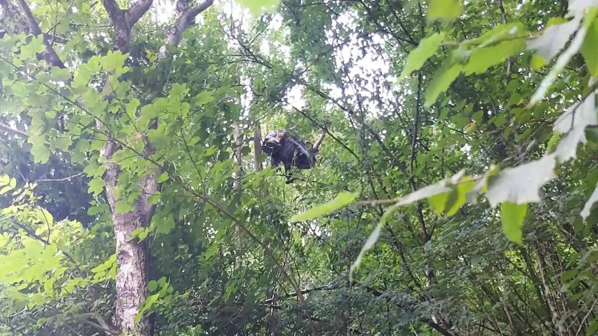 Folata di vento improvvisa: cade con il parapendio e rimane appeso su un albero - 