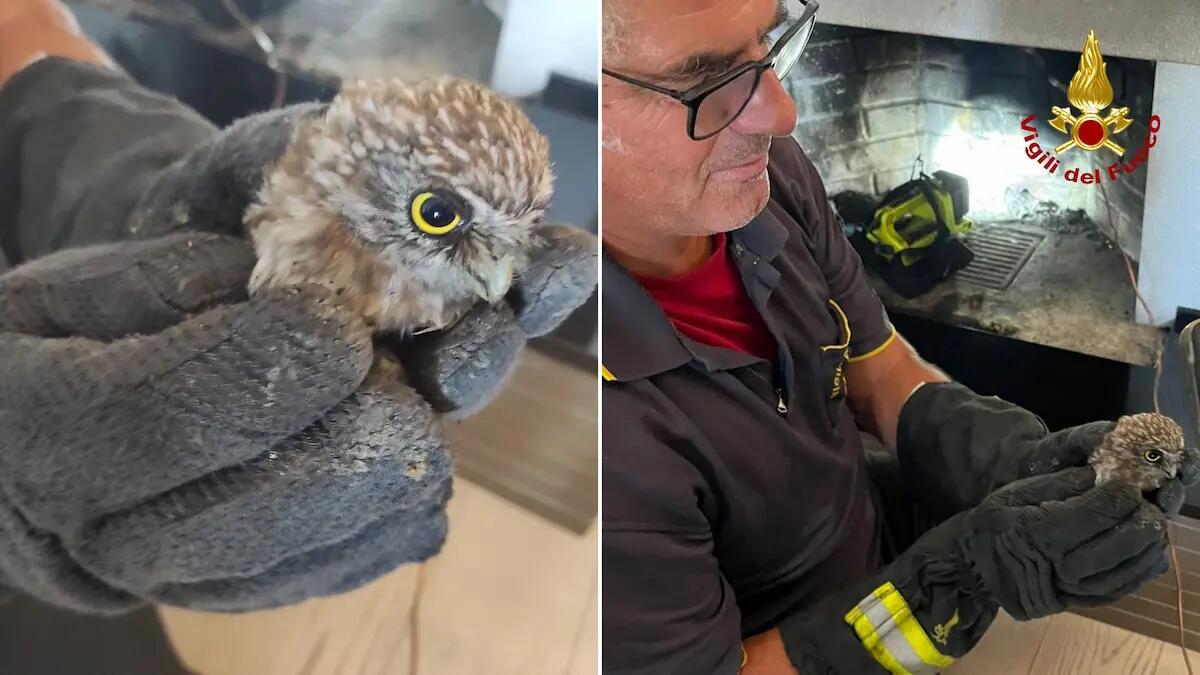 Civetta bloccata da giorni in una canna fumaria: liberata dai vigili del fuoco - 