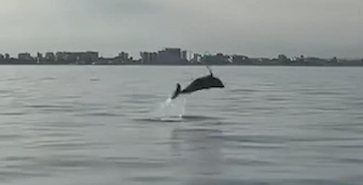 Lignano, i delfini tornano a «danzare» al largo del litorale | VIDEO - 