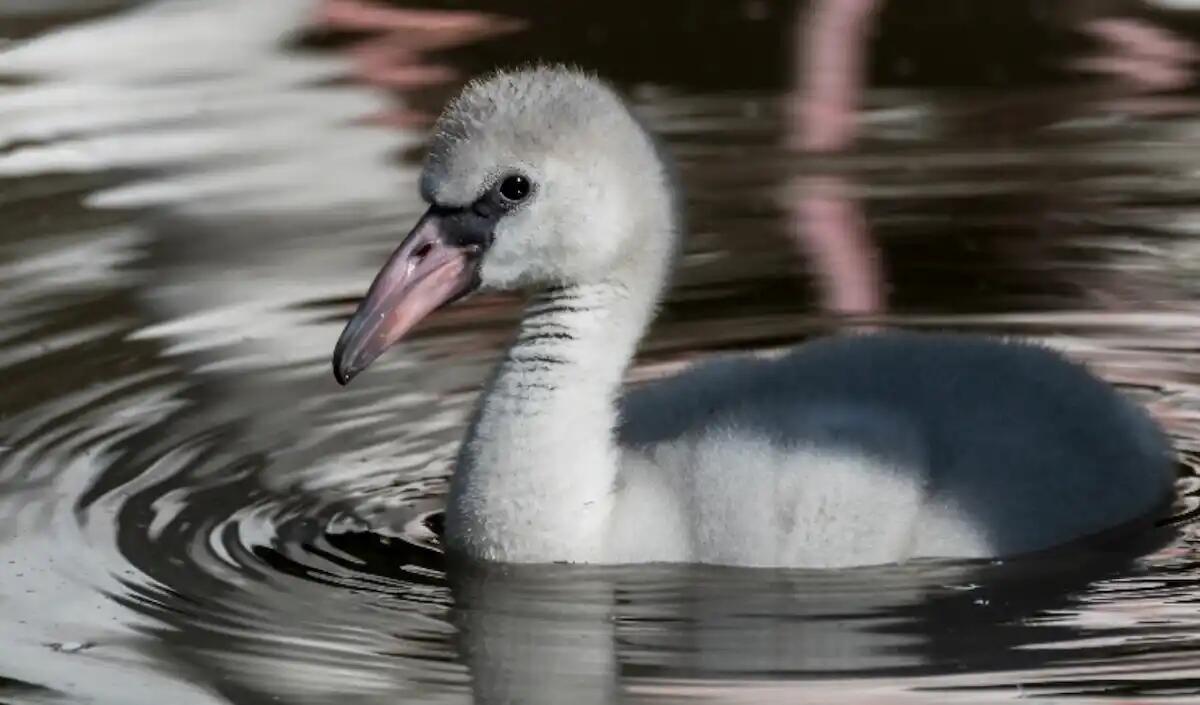 Parco Zoo Lignano: arrivate 2 nuove femmine di canguro e numerosi pulcini di fenicottero europeo - 