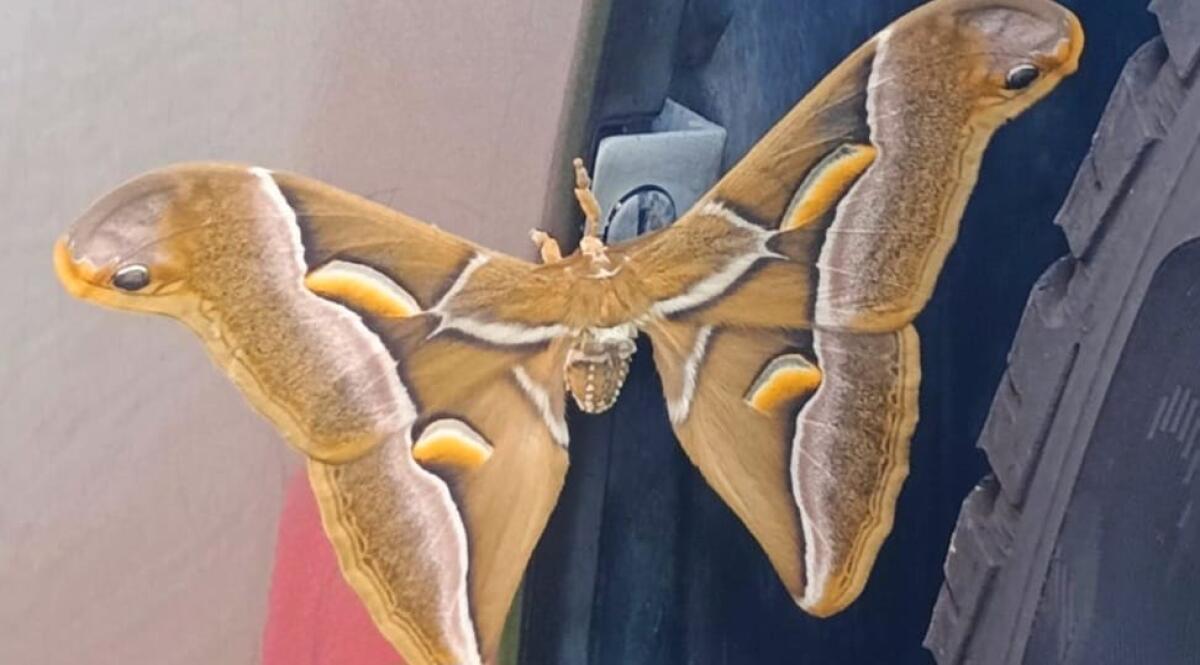 Dall’Estremo Oriente al Friuli: una rara ‘falena gigante’ trovata in giardino - 