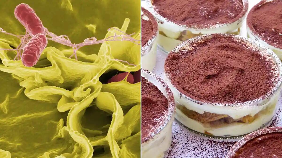 Nuovi casi di salmonella a Nordest: cos'è, come si prende, sintomi e cura - 