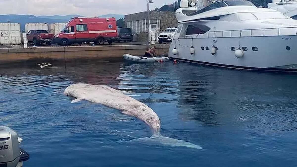 Trovata senza vita una balena di 13 metri: recuperata la carcassa - 