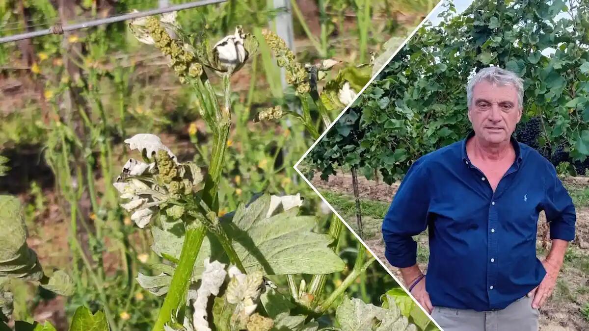 Inizio vendemmia: le raccomandazioni di Condifesa TVB agli associati -