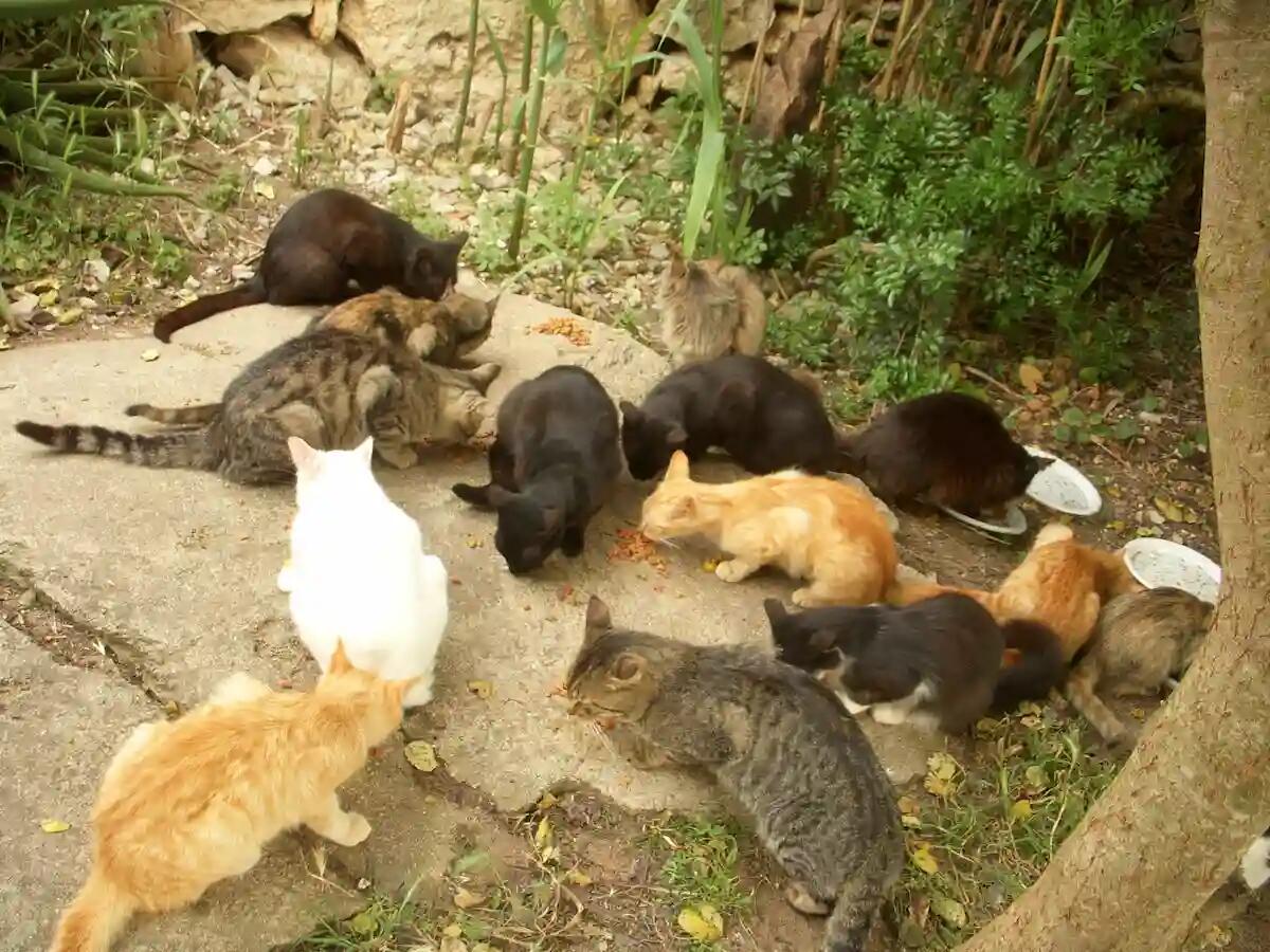 Fiume Veneto e la cura delle colonie feline: ecco l'iniziativa del comune - 