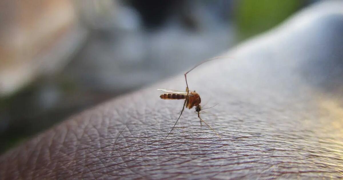 Perché i giornali a Nordest pubblicano ogni singolo caso di West Nile Virus? - 