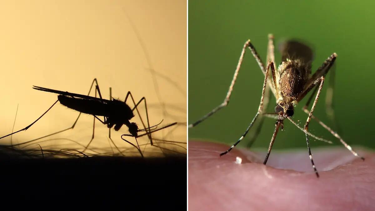 West Nile Virus a Nordest: è davvero allarmante o no? Cosa c'è da sapere -