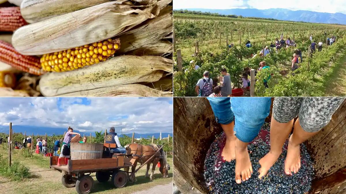 Le tradizioni del Friuli con Vendemmia Didattica e Pannocchiata da Gelindo dei Magredi - 