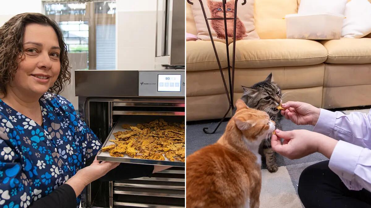 Nasce “La ciotola è servita”, la prima startup in Italia di cibo 'su misura' per cani e gatti -