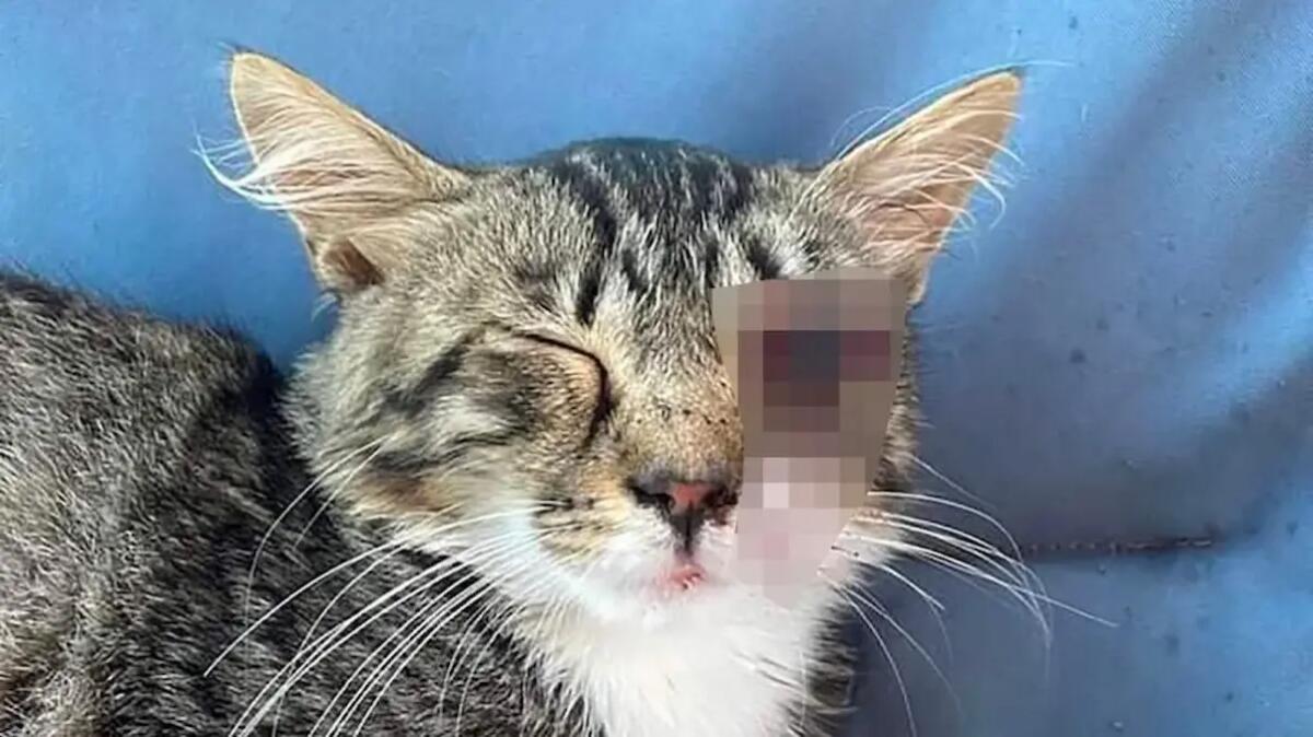 Gattino ferito con un bullone avvitato nell'occhio: «episodi sempre più frequenti» - 