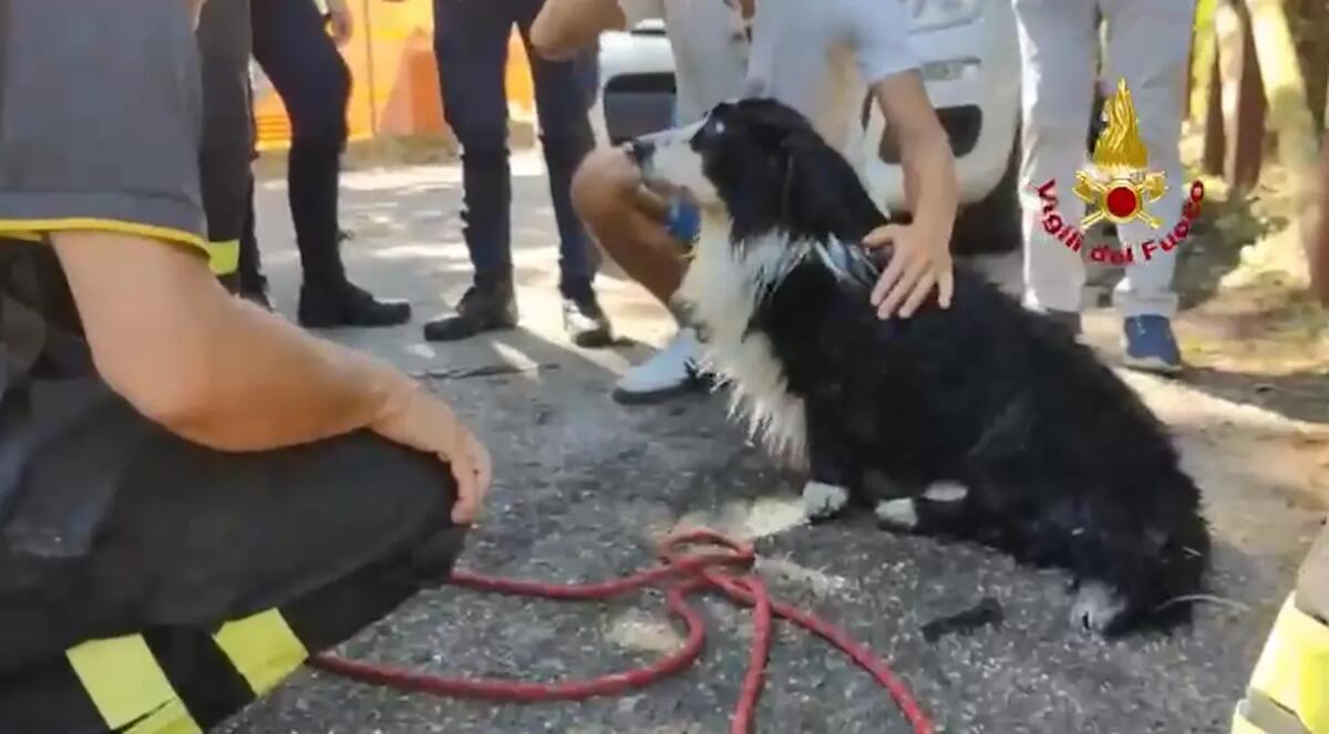 Il cane finisce in un canale e non riesce a risalire: lo salvano i Vigili del fuoco | VIDEO - 