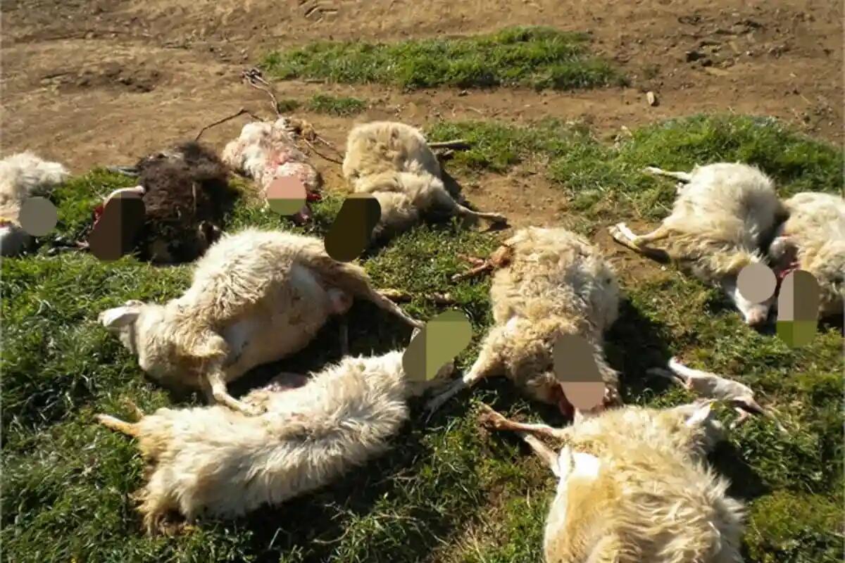 Il fulmine cade sul gregge: uccise in pochi istanti 46 pecore - 