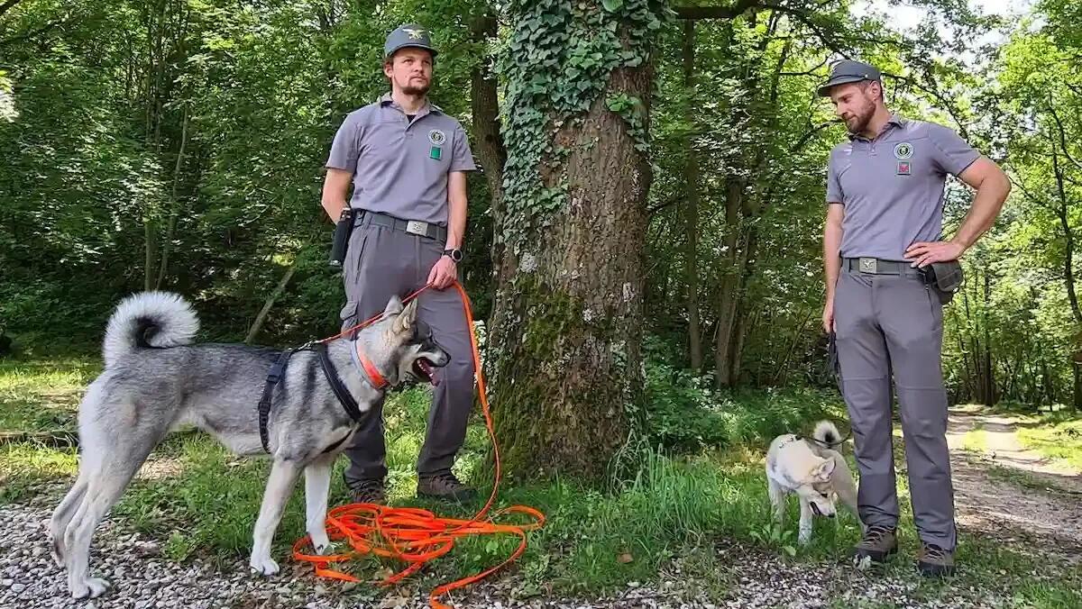 Due nuovi cani anti orso per la Forestale: «addestrati per allontanare i plantigradi» - 