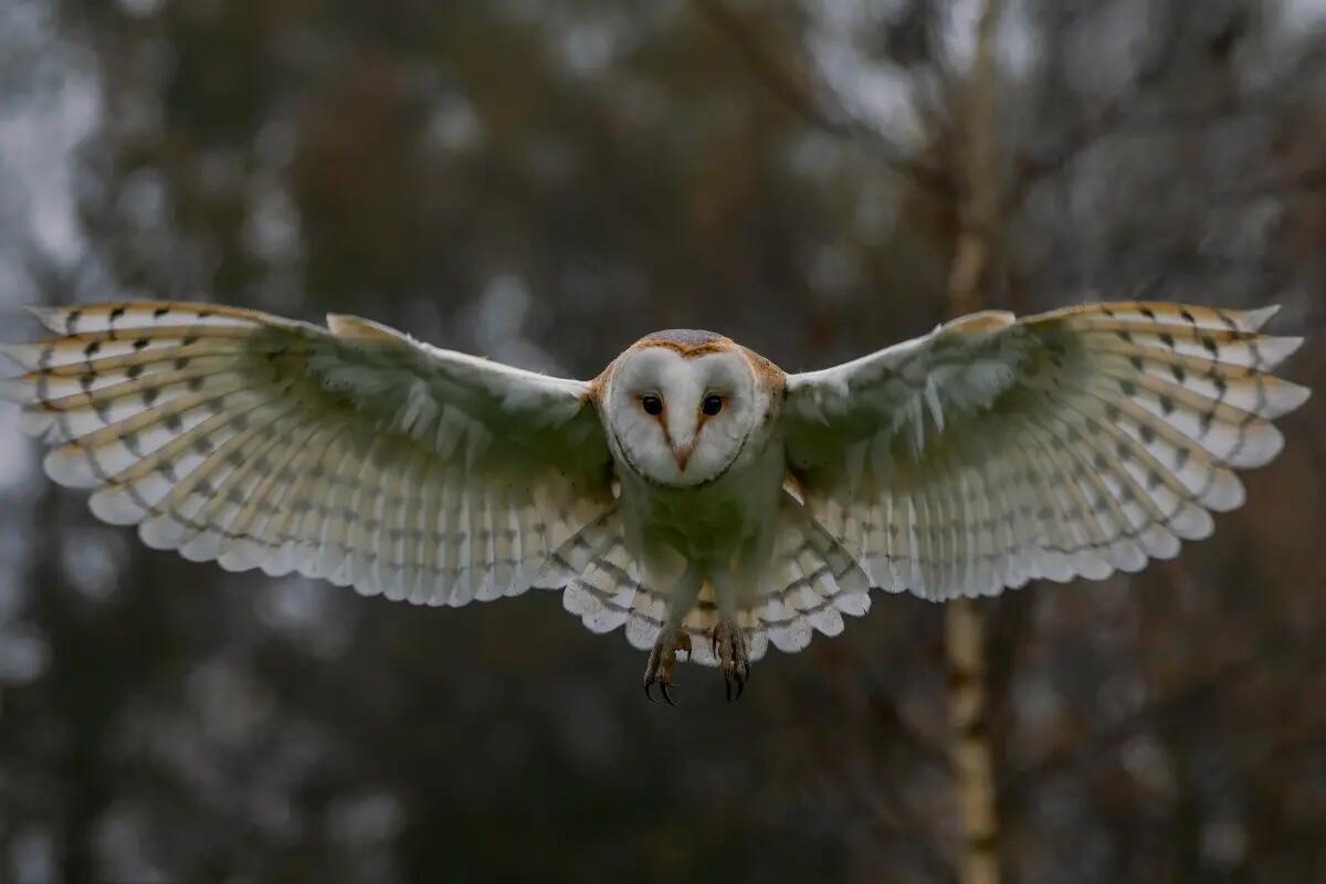 Avventura al buio alla Riserva di Cornino: arriva la "Notte da gufi". Quando e come prenotare - 