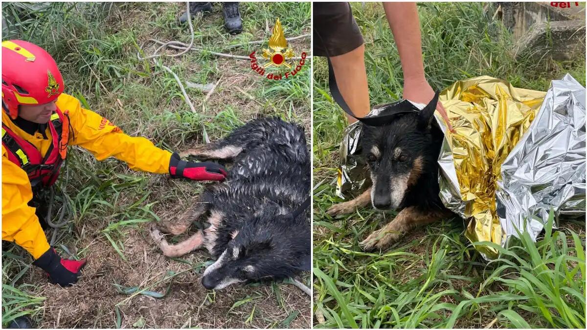 Cane scappa terrorizzato dal tuono e finisce in un canale: salvato dai pompieri - 