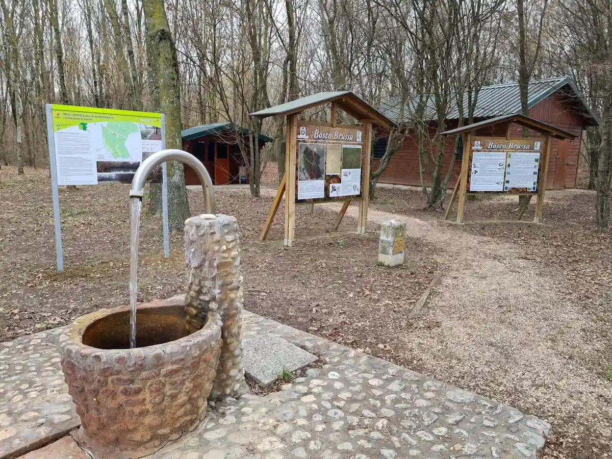 Palazzolo dello Stella, domenica 8 settembre una passeggiata guidata nel bosco - 