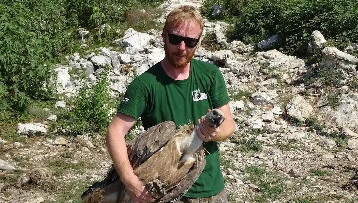Dimezzati i grifoni nati nel 2024. Gli ultimi dati scientifici dalla Riserva di Cornino - 