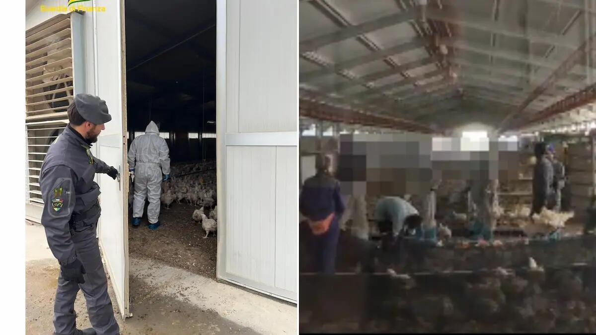 Scoperti 6 lavoratori stranieri "in nero" in un allevamento di pollame: maxi sanzione - 