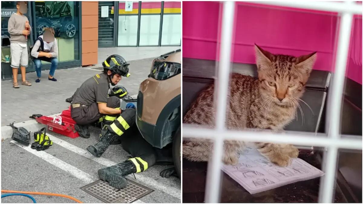 Gattino intrappolato nel vano motore di un'auto: salvato dai vigili del fuoco - 