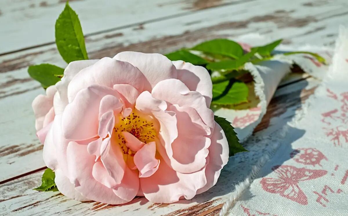 Cosmetici alla rosa mosqueta - 