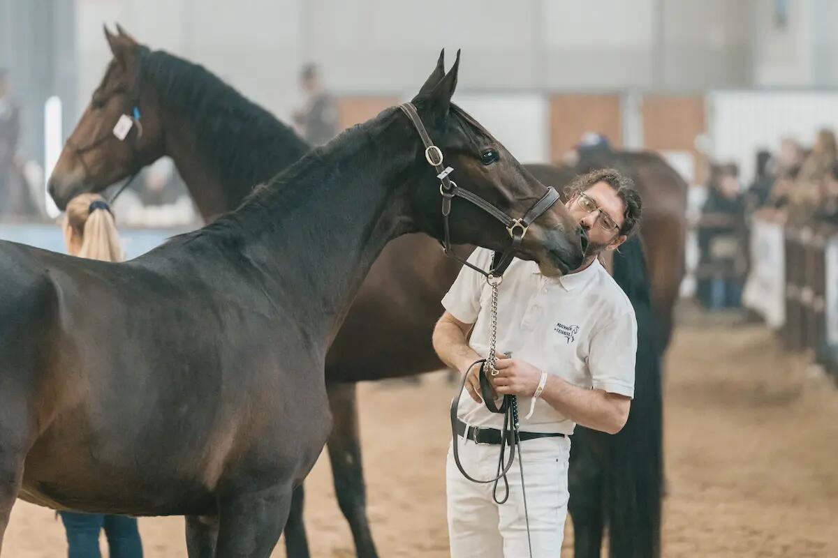 Fieracavalli: l'eccellenza equestre in mostra al G7 di Ortigia -