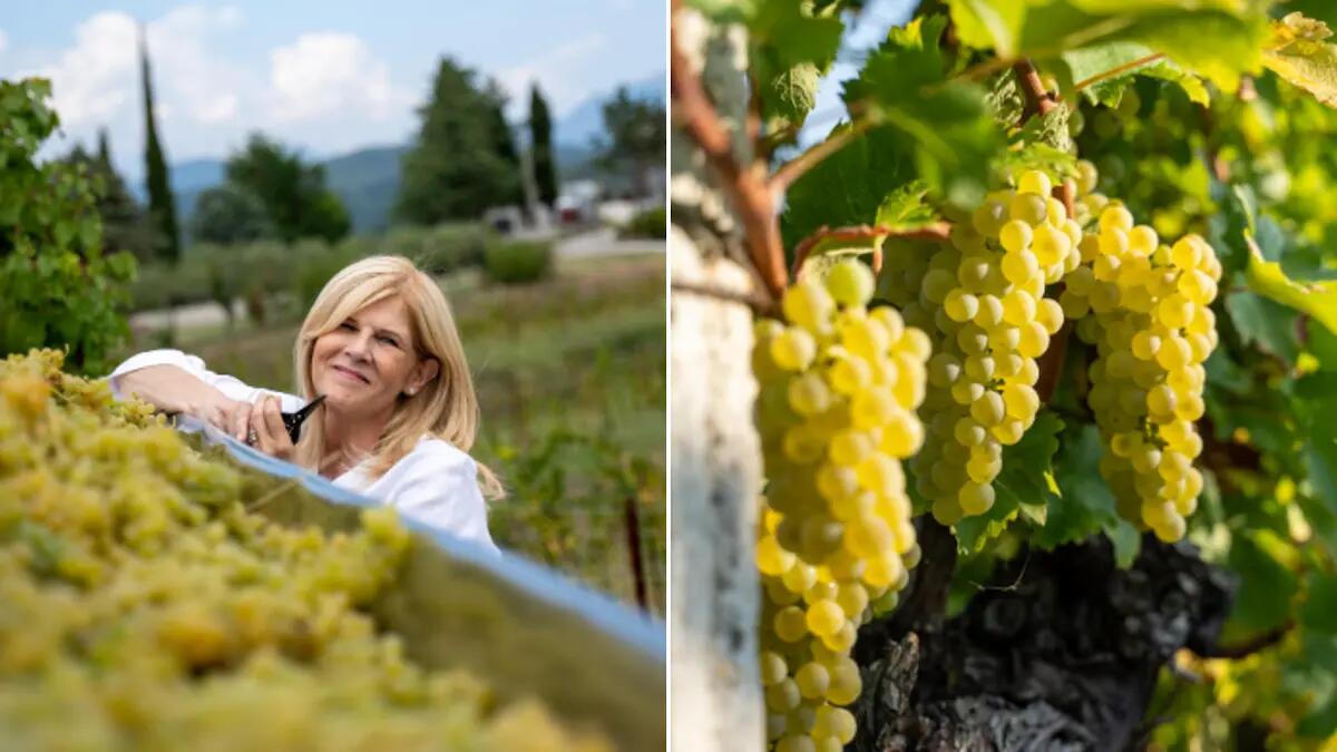 La vendemmia 2024 di Zorzettig promette vini eccezionali: ecco perché - 