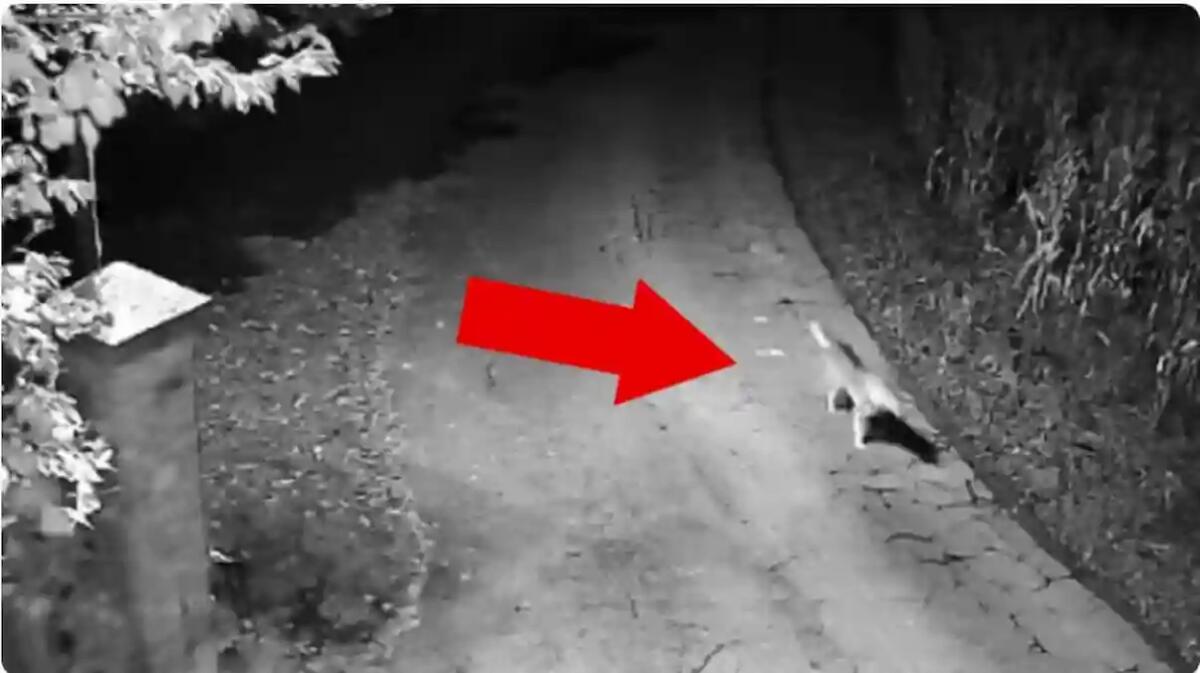 Lupi in città: il sindaco di Vidor lancia l’allerta e fornisce raccomandazioni - 