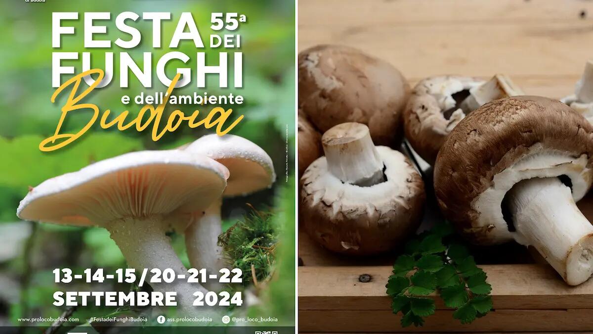 Ultimo fine settimana a Budoia con la Festa dei funghi e dell’ambiente: escursione e marcia - 