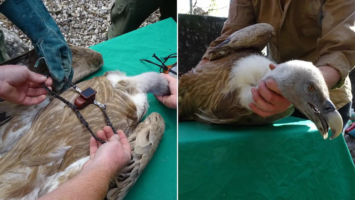 Viaggio di oltre 1000 km per 2 grifoni dalla Germania alla Riserva di Cornino: ieri la liberazione - 