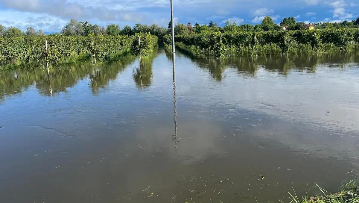 Campi sommersi a Spercenigo: agricoltori in difficoltà, danni stimati per 50mila euro - 
