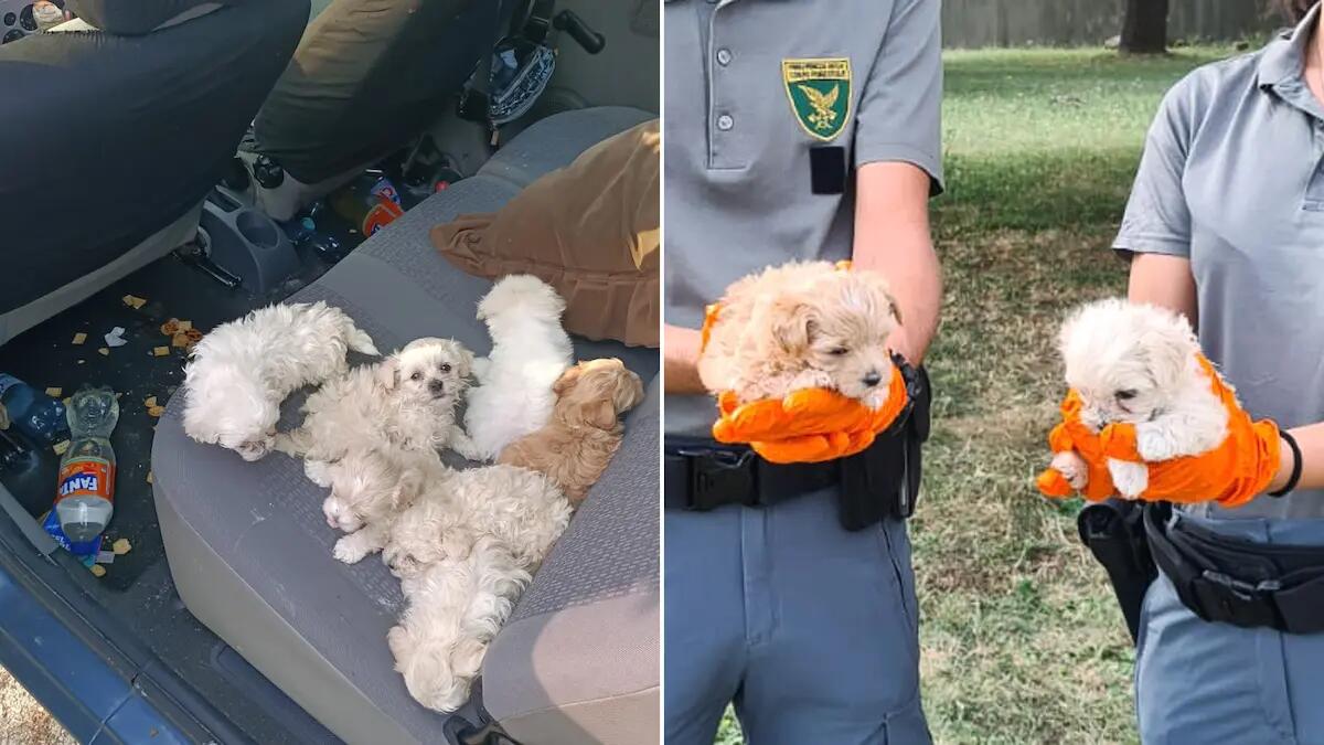 Cuccioli di Maltese e Shih Tzu dall'Est Europa senza cibo né acqua: sequestrati a Lignano - 