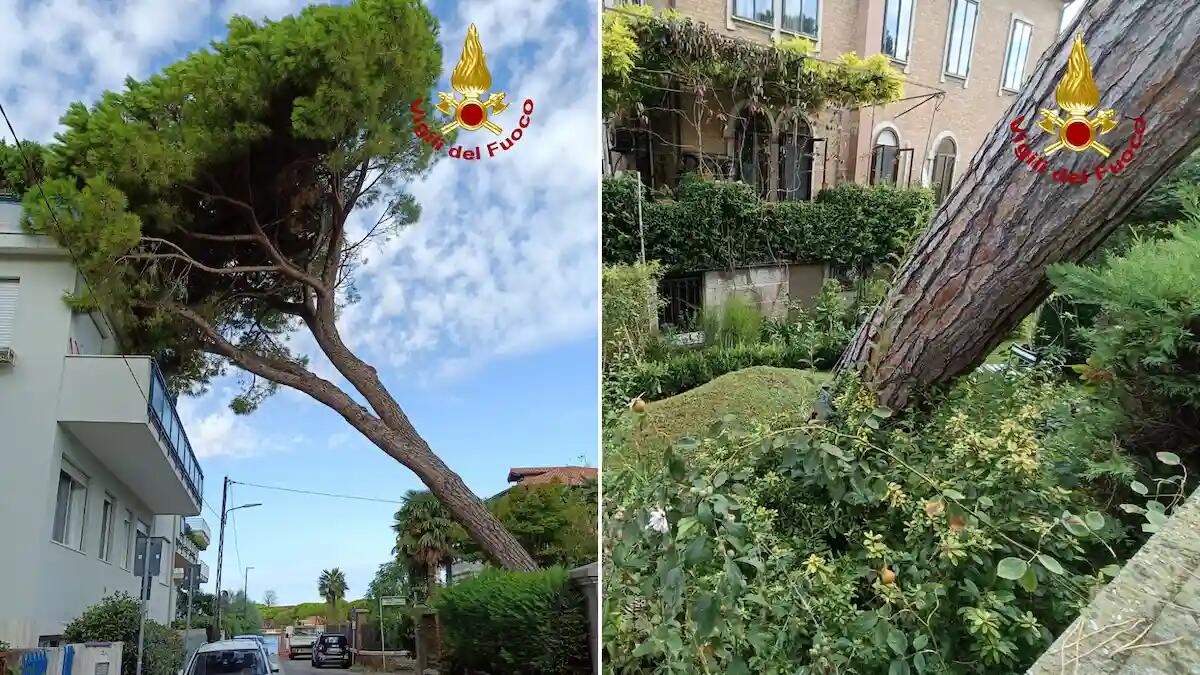 Pino marittimo di oltre 20 metri piegato dalla forza del vento finisce su un condominio - 