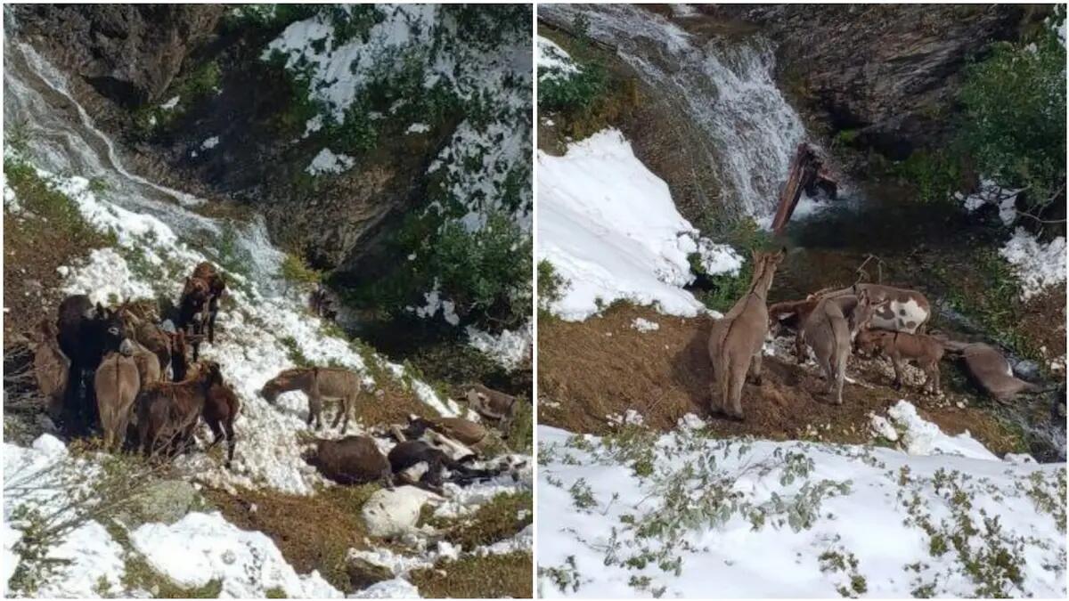 Branco di cavalli e asini spaventati da un cane precipitano nel dirupo: morti 18 animali - 