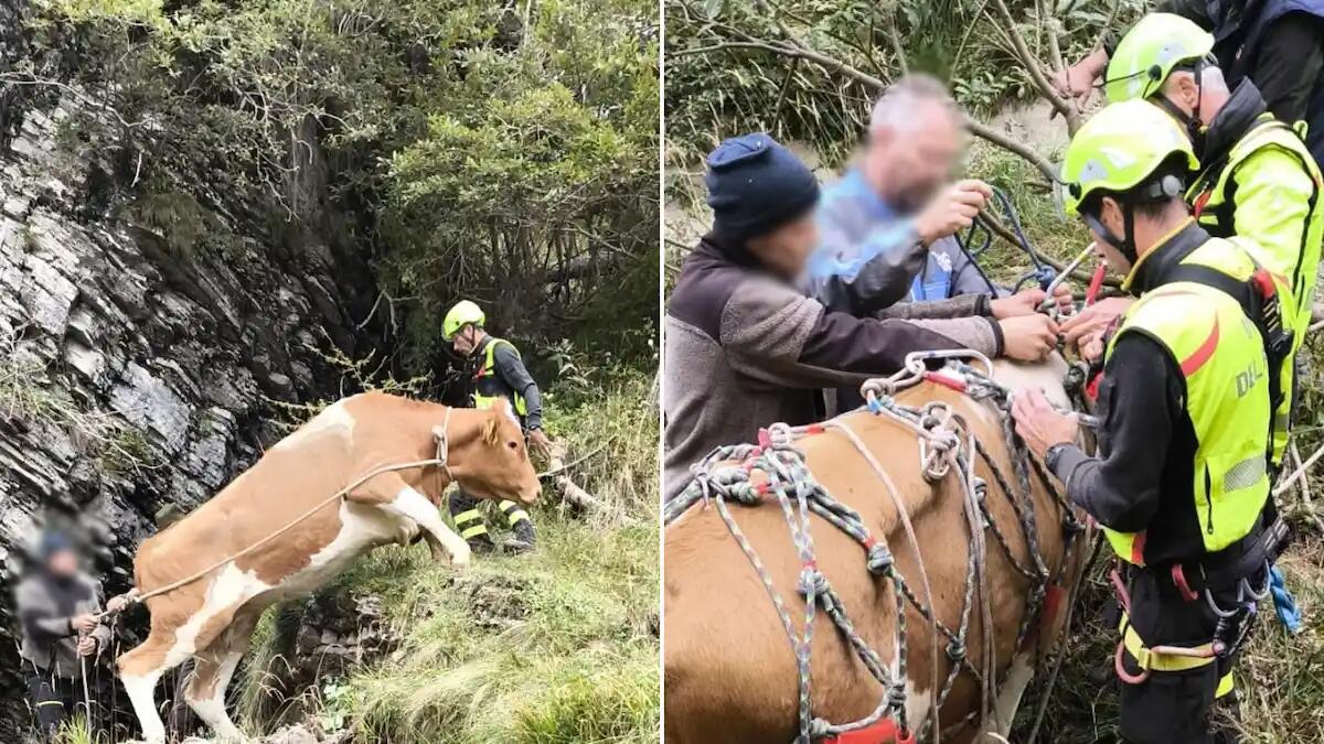 Mucca scivola sulla neve e finisce in un dirupo: salvata dai pompieri e recuperata con l'elicottero - 