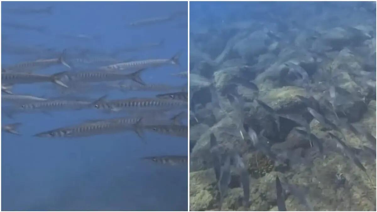 Trieste. Un grosso banco di barracuda boccagialla avvistato a Miramare | VIDEO - 