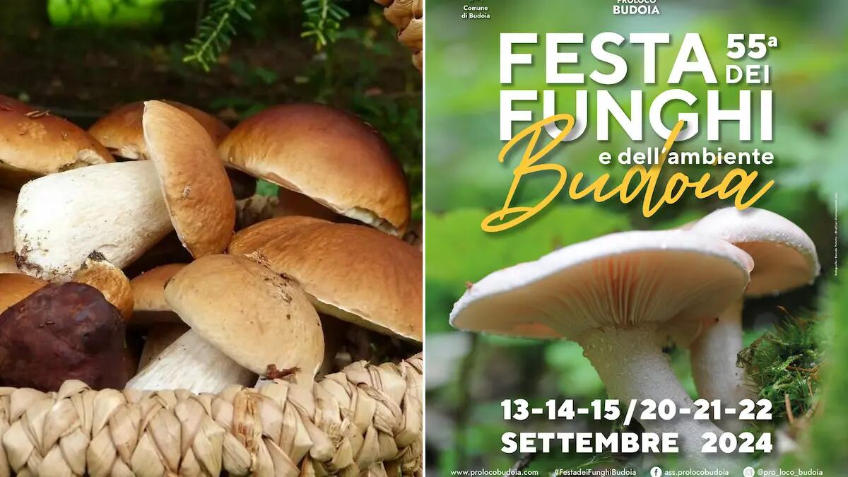 Al via la Festa dei Funghi e dell’Ambiente di Budoia: cultura, enogastronomia e convegni - 