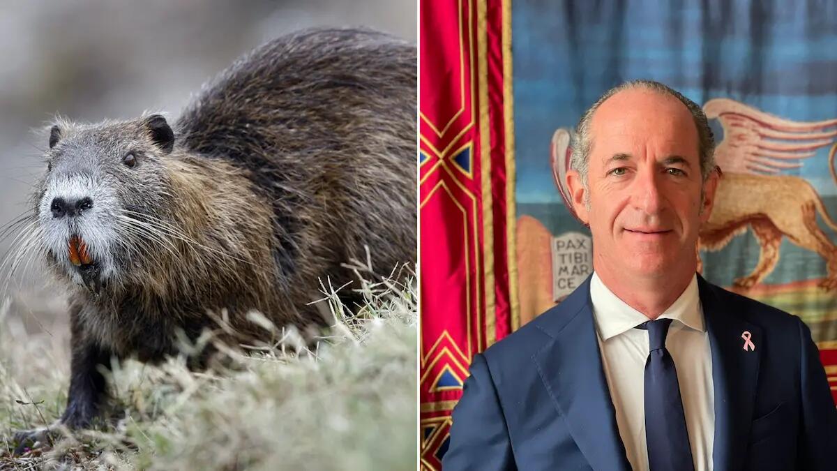 Alluvioni, Zaia accusa nutrie, tassi e volpi. Per l'Oipa «la vera causa è la malagestione del territorio» - 