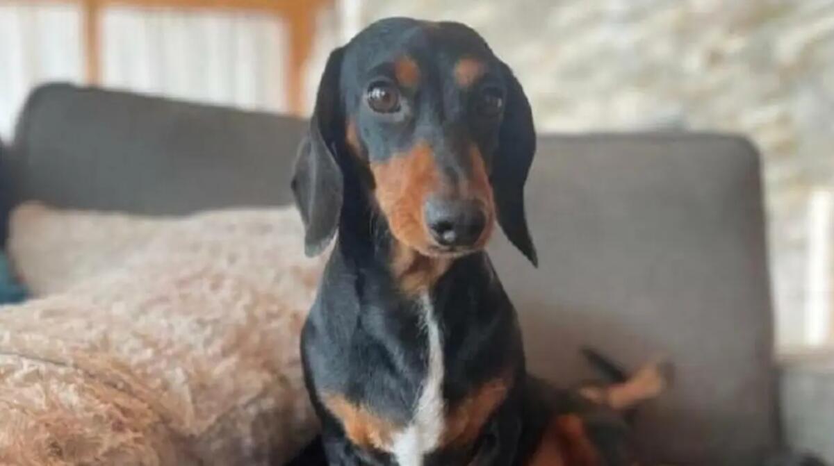 Ritrovato Leone, il bassotto scomparso è a casa. Ecco a chi va la ricompensa - 