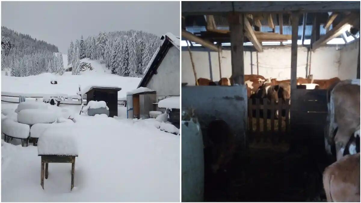 Neve a Tarvisio: bestiame in fuga dalla Malga Lussari messo in salvo dalla forestale - 