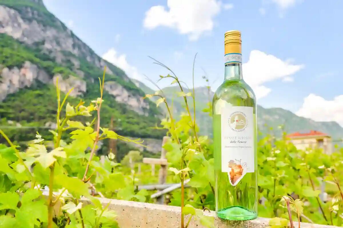 La DOC Delle Venezie in prima linea per promuovere la cultura del vino - 