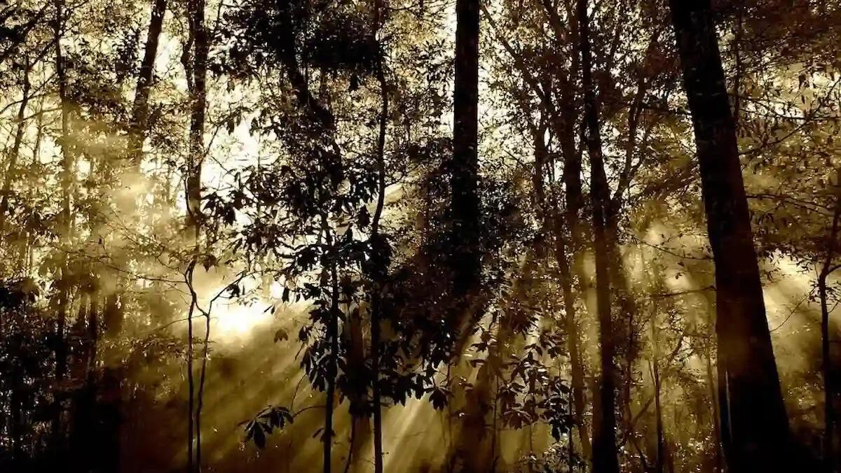 La Regione FVG promuove investimenti green: due bandi per il settore bosco-legno - 