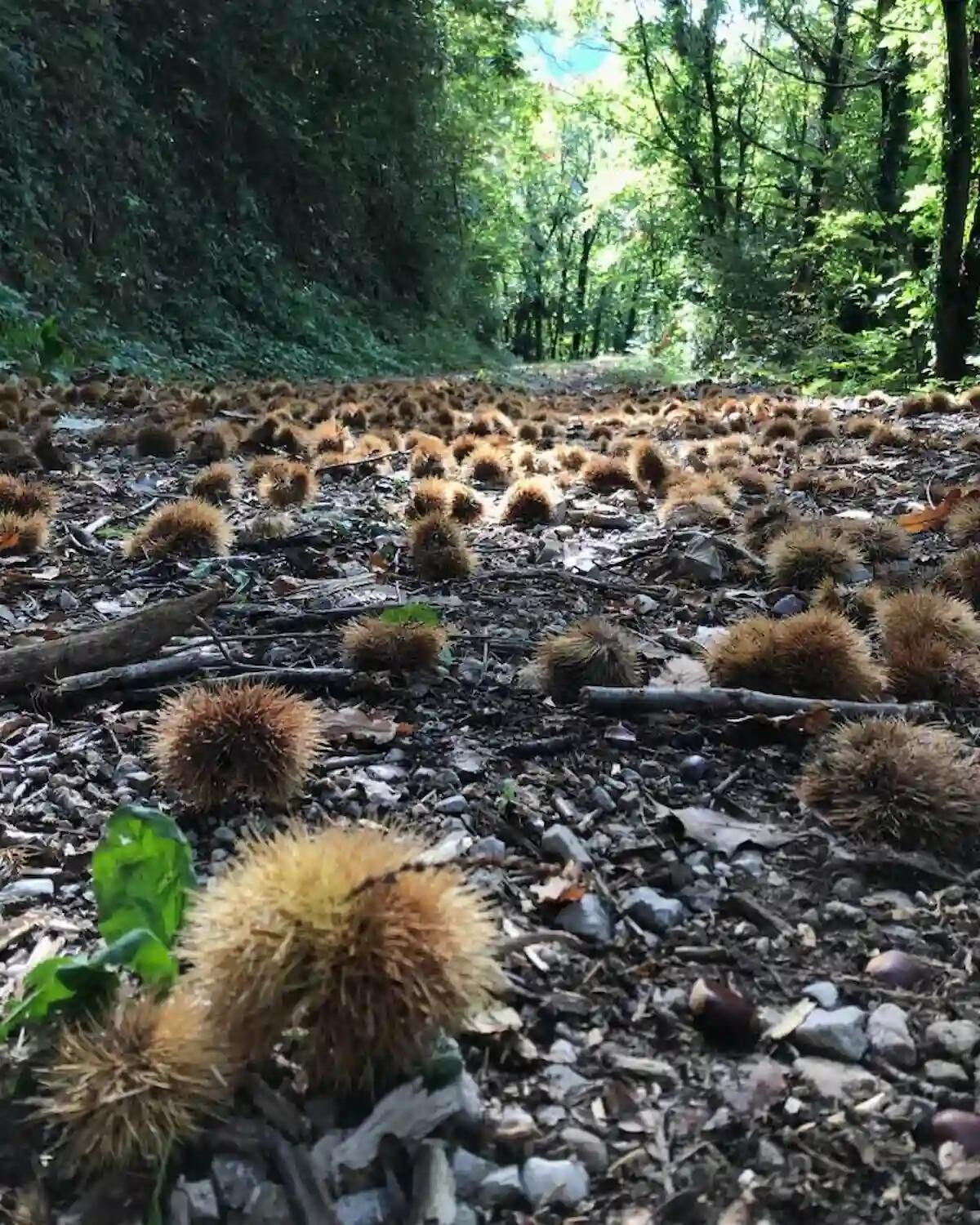 Ultima escursione autunnale ad Attimis: scopri lo Zuc di Giai - 