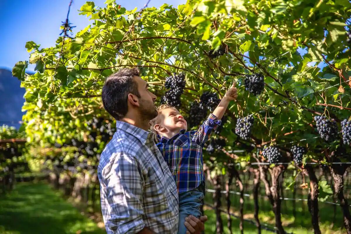 Ogni zona d'Italia ha il suo vino, scopriamoli insieme - 