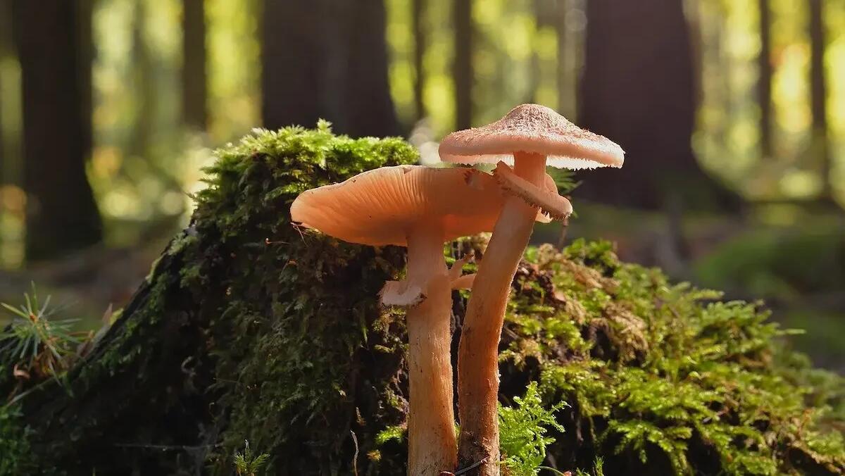 Autunno e raccolta funghi: i consigli utili e consulenze gratuite all'Ulss4 - 