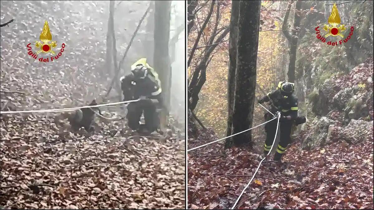 "Lampo" salvato dopo 72 ore, il cane segugio era caduto in un dirupo per oltre 40 metri -