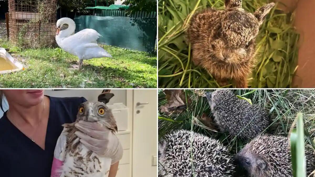 Giornata Mondiale degli Animali: i dati del CRAS di Treviso nel 2024 - 