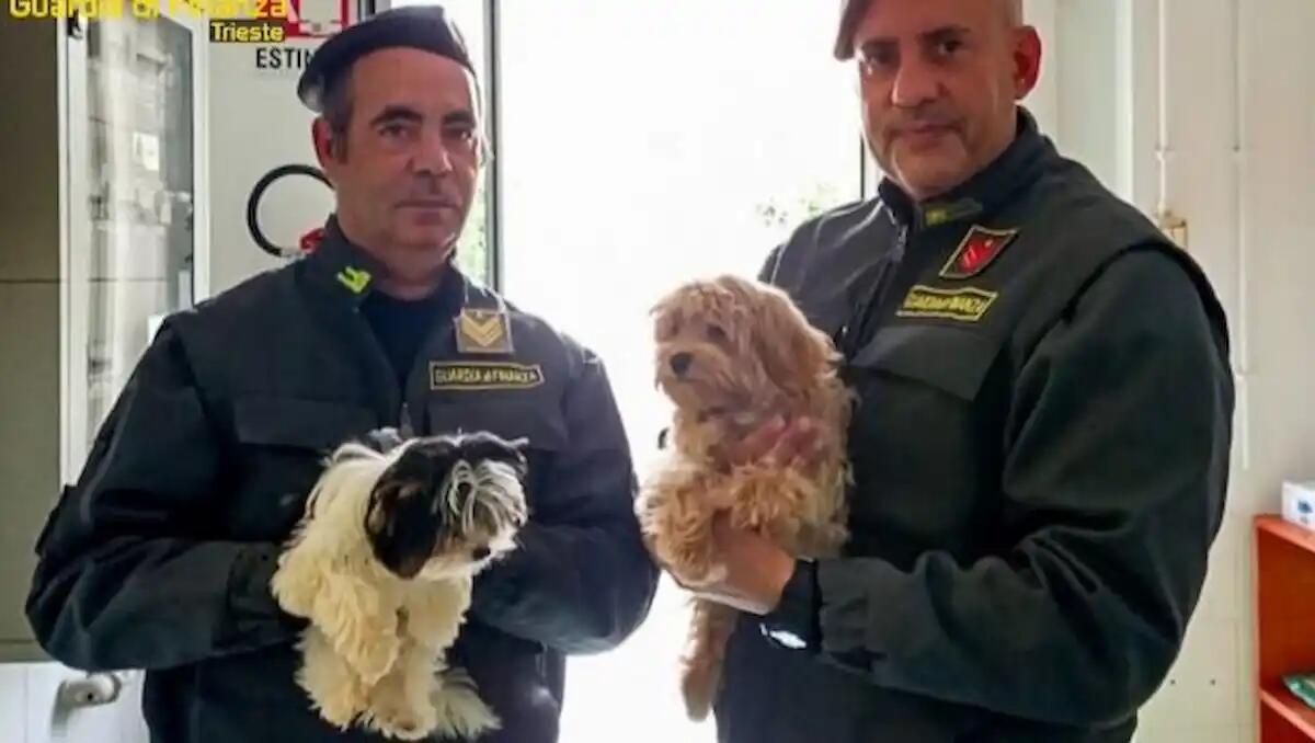 Traffico di cuccioli dall’Est Europa, sequestrati 9 cagnolini di razza importati illegalmente - 
